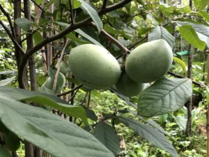 Pawpaw